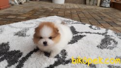 SATILIK POMERANIAN BOO VE ÇOK SAYIDA ÇEŞİT 1