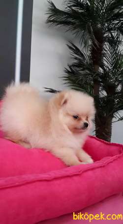 SATILIK POMERANİAN BOO YAVRULARI 5