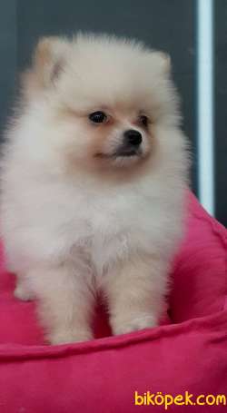 SATILIK POMERANİAN BOO YAVRULARI 4