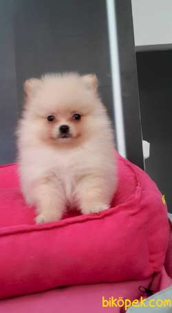 SATILIK POMERANİAN BOO YAVRULARI 1