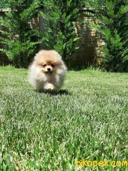 SATILIK POMERANİAN BOO YAVRULARI 5