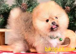 SATILIK POMERANİAN BOO YAVRULARI 4