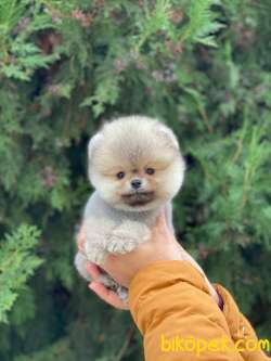 Satılık Pomerani̇an Boo Yavrularımız 2
