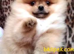 Satılık Pomerani̇an Boo Yavrularımız 3