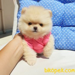 Satılık Pomeranian Boo Yavrularımız 5