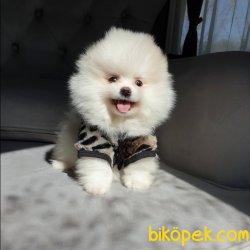 Satılık Pomeranian Boo Yavrularımız 2