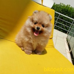 Satılık Pomeranian Boo Yavrularımız 4