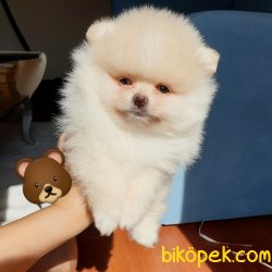 Satılık Pomeranian Boo Yavrularımız 3