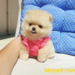 Satılık Pomeranian Boo Yavrularımız 1