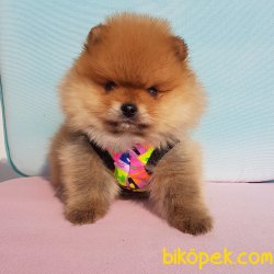 Satılık Pomeranian Boo Yavrularımız 1