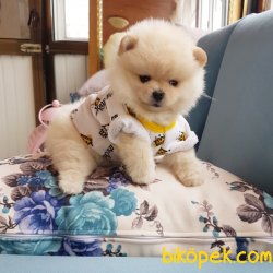 Satılık Pomeranian Boo Yavrularımız 3