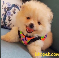 Satılık Pomeranian Boo Yavrularımız 4