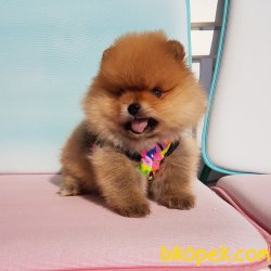 Satılık Pomeranian Boo Yavrularımız 2