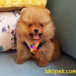 Satılık Pomeranian Boo Yavrularımız 5