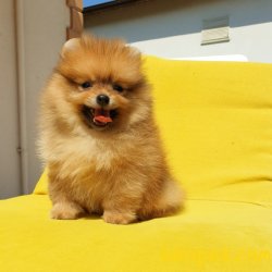 Satılık Pomeranian Boo Yavrularımız 2
