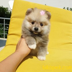 Satılık Pomeranian Boo Yavrularımız 4
