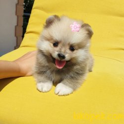 Satılık Pomeranian Boo Yavrularımız 3