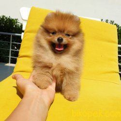 Satılık Pomeranian Boo Yavrularımız 5