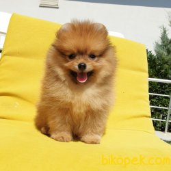 Satılık Pomeranian Boo Yavrularımız 1