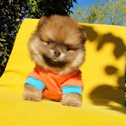 Satılık Pomeranian Boo Yavrularımız 5