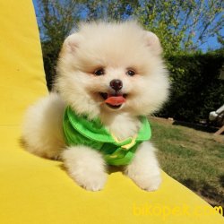 Satılık Pomeranian Boo Yavrularımız 2