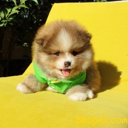 Satılık Pomeranian Boo Yavrularımız 4