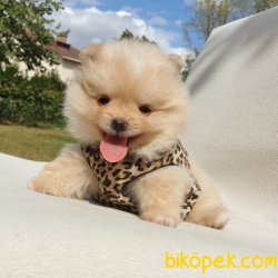 Satılık Pomeranian Boo Yavrularımız 4