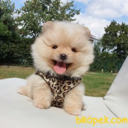 Satılık Pomeranian Boo Yavrularımız 1