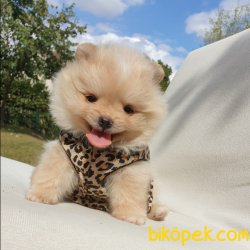 Satılık Pomeranian Boo Yavrularımız 3