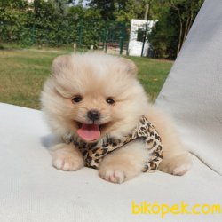 Satılık Pomeranian Boo Yavrularımız 2