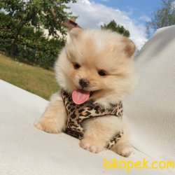 Satılık Pomeranian Boo Yavrularımız 5