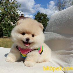 Satılık Pomeranian Boo Yavrularımız 3