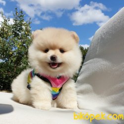 Satılık Pomeranian Boo Yavrularımız 5