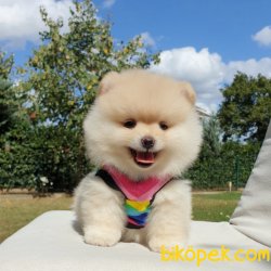 Satılık Pomeranian Boo Yavrularımız 1