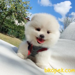 Satılık Pomeranian Boo Yavrularımız 2