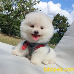 Satılık Pomeranian Boo Yavrularımız 4