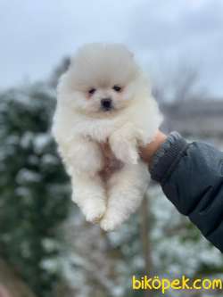 SATILIK POMERANİAN BOO YAVRULARIMIZ 1