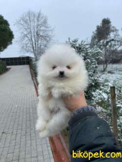 SATILIK POMERANİAN BOO YAVRULARIMIZ 3