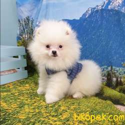 Satılık Pomeranian Boo Yavrularımız 1