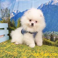 Satılık Pomeranian Boo Yavrularımız 2