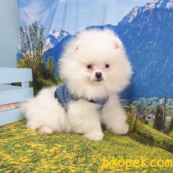 Satılık Pomeranian Boo Yavrularımız 3