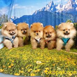 Satılık Pomeranian Boo Yavrularımız 4
