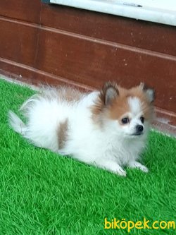 Satilik Pomeranian Yavruları 1