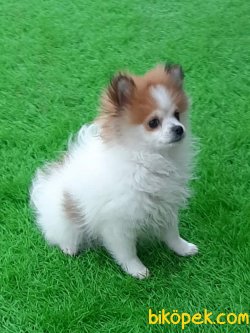 Satilik Pomeranian Yavruları 2