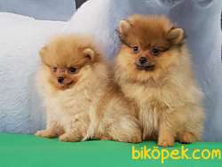 Satilik Pomeranian Yavruları Çiftlikten 1