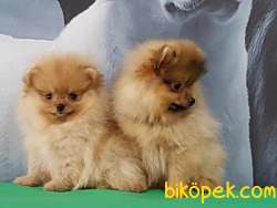 Satilik Pomeranian Yavruları Çiftlikten 3
