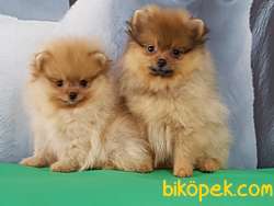 Satilik Pomeranian Yavruları Çiftlikten 2