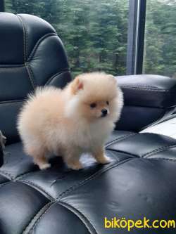 Puppy for sale olx hotsell