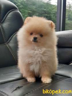 Satilik Pomeranian Yavruları  Istanbul 4