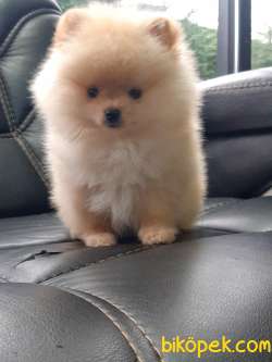 Satilik Pomeranian Yavruları  Istanbul 1